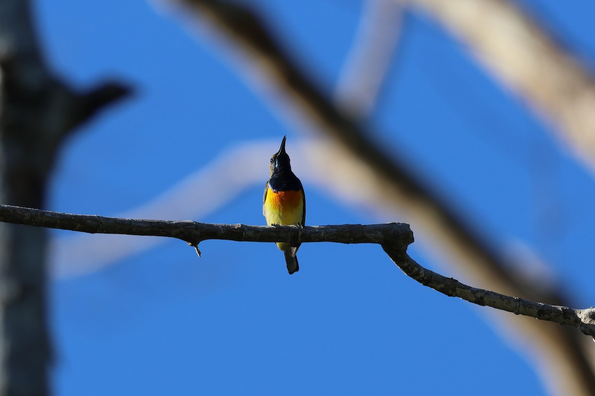 Palawan Sunbird - ML636585878