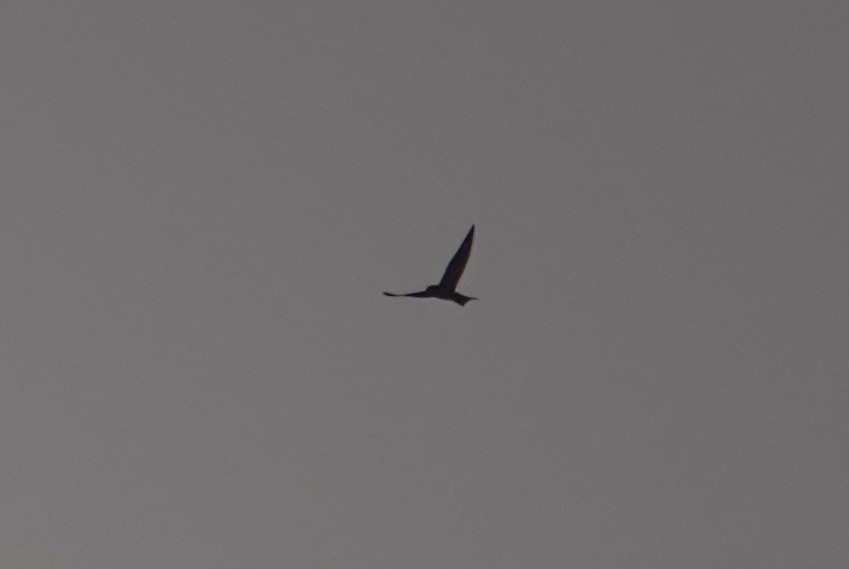 Common Nighthawk - ML636585882