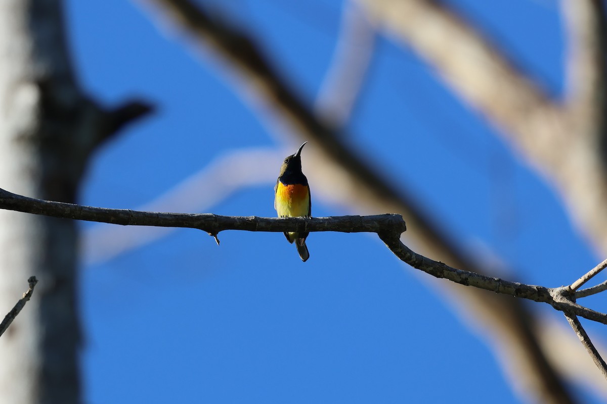 Palawan Sunbird - ML636585890