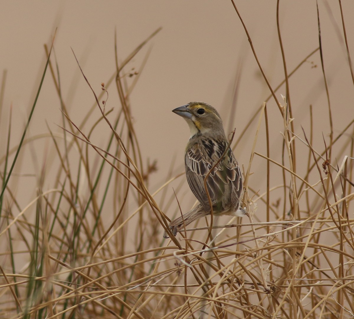 Dickcissel - ML636585894
