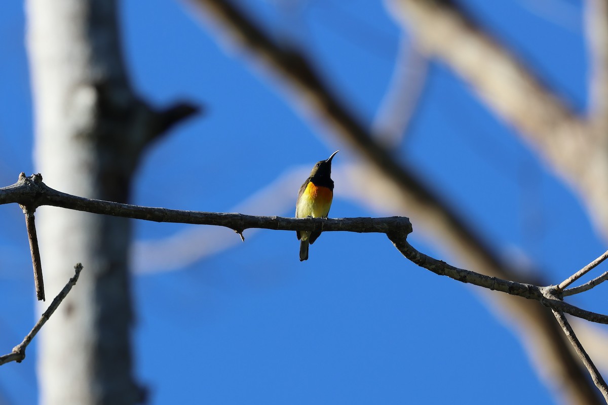 Palawan Sunbird - ML636585905