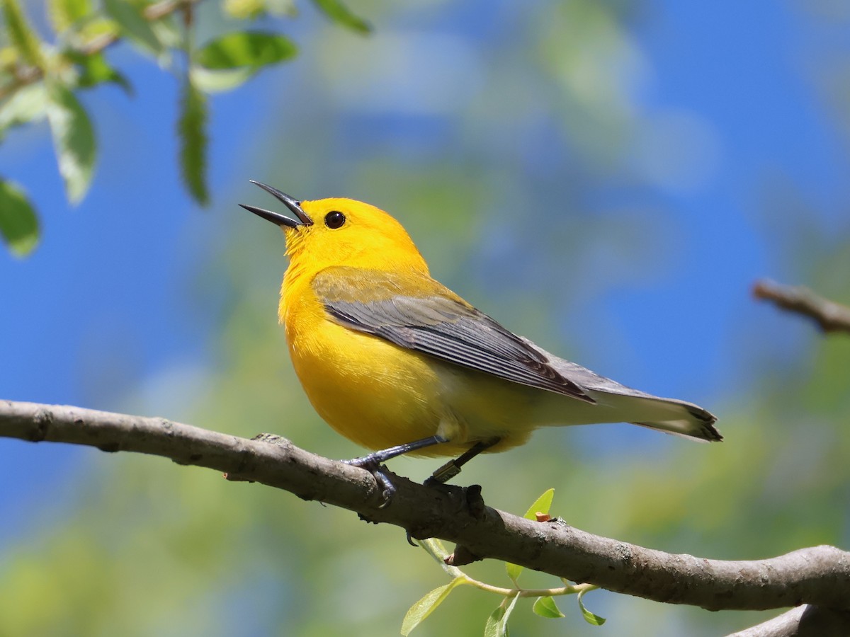 Prothonotary Warbler - Nathan Stimson