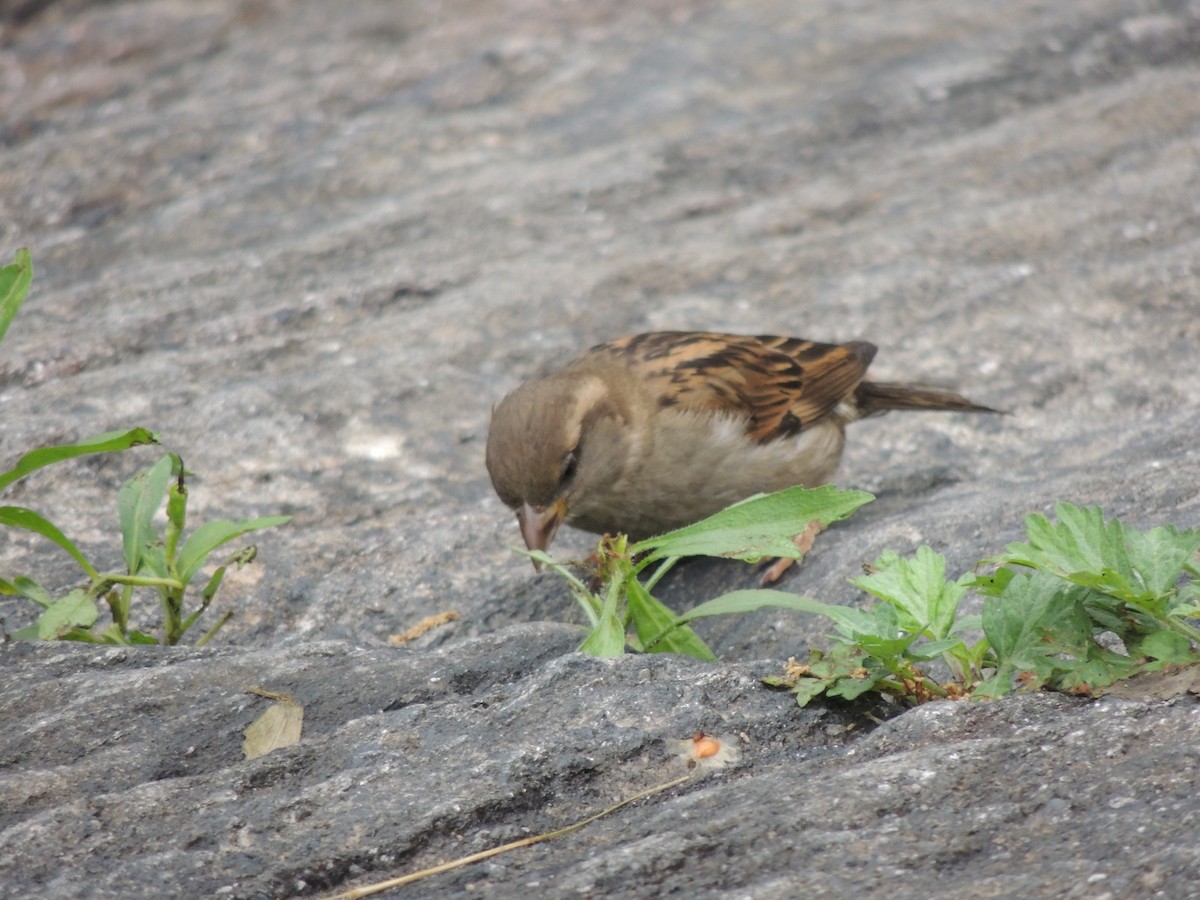 Moineau domestique - ML636586013