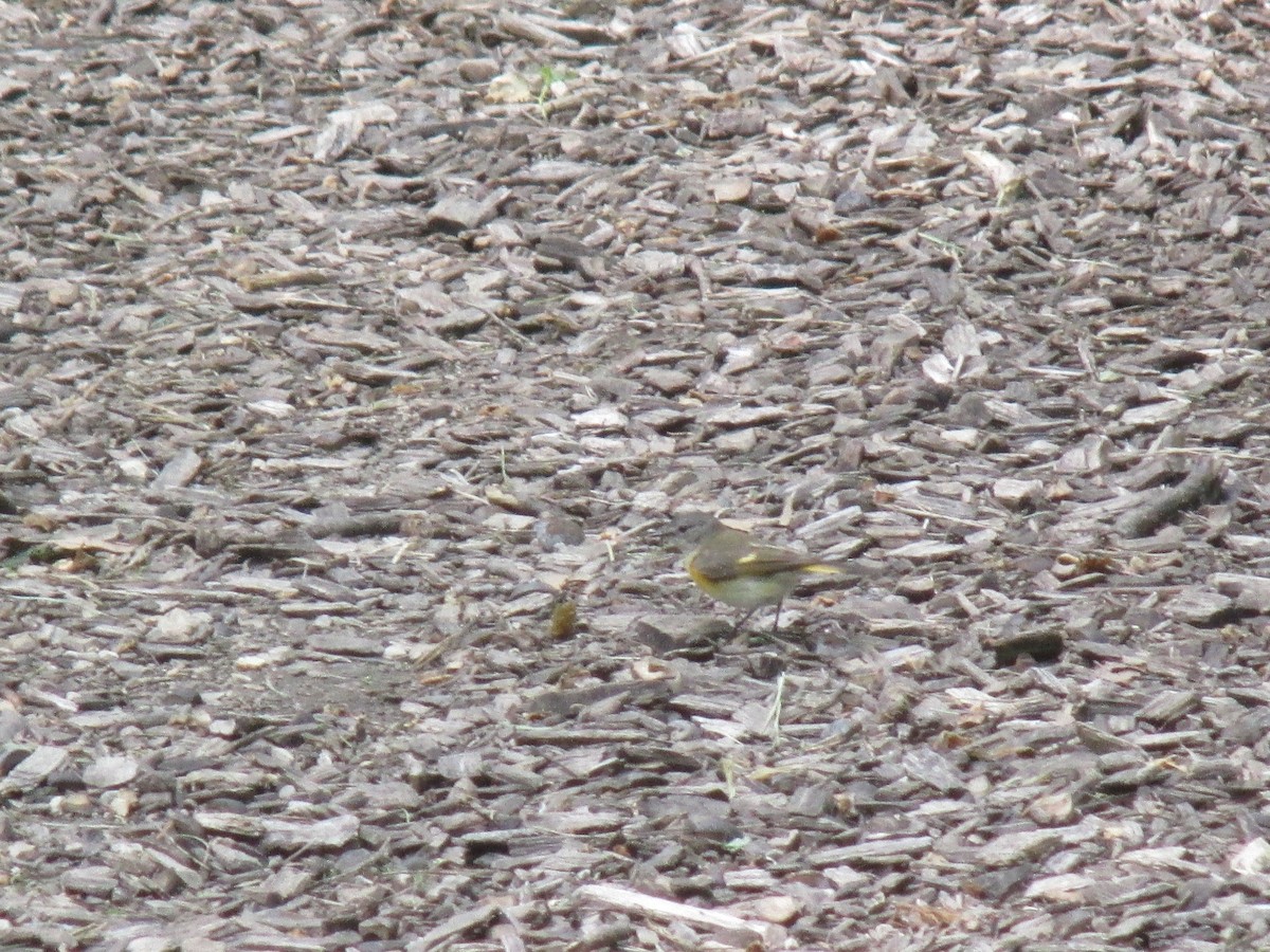 American Redstart - ML636586030