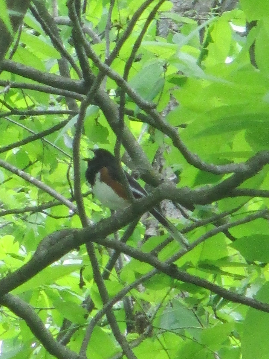 Eastern Towhee - ML636586061