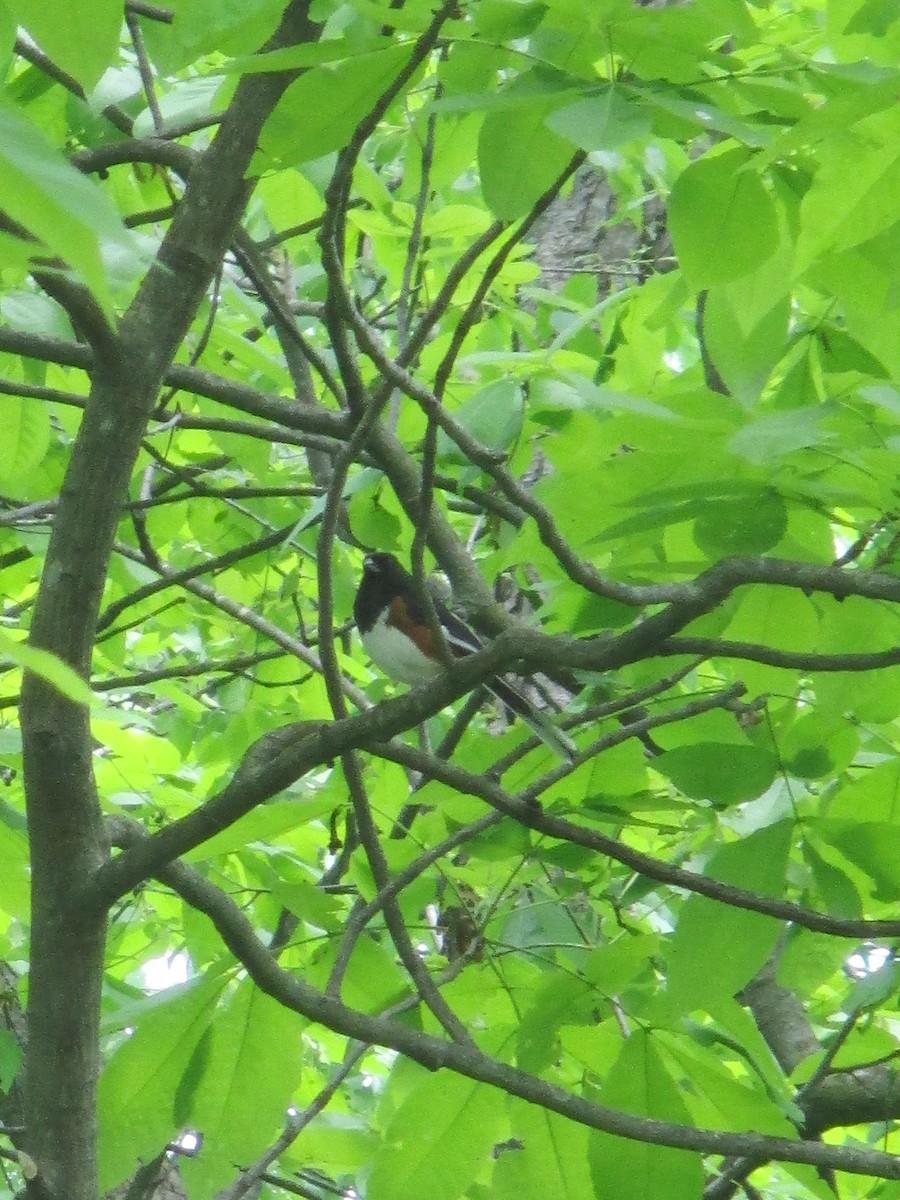 Eastern Towhee - ML636586063