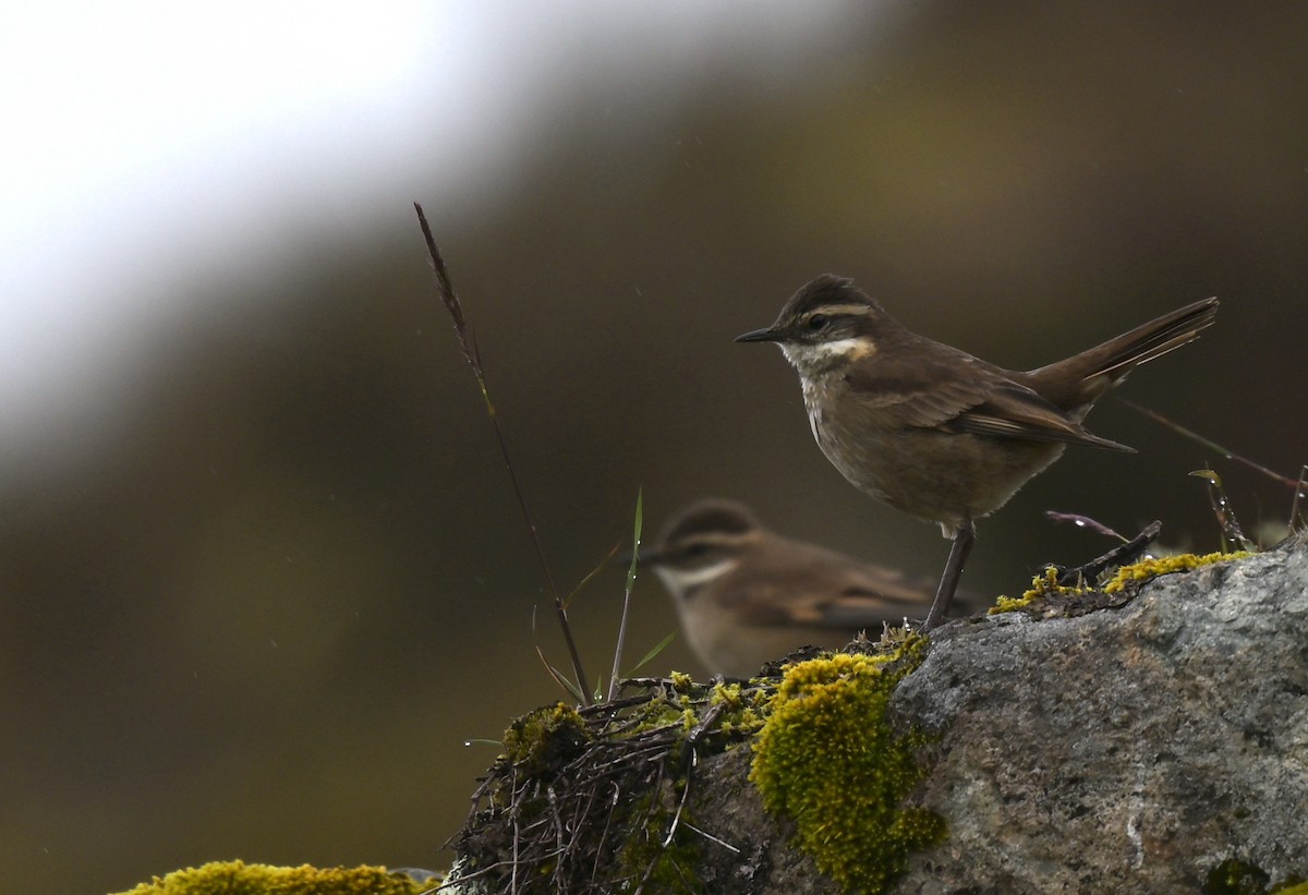 Chestnut-winged Cinclodes - ML636586070