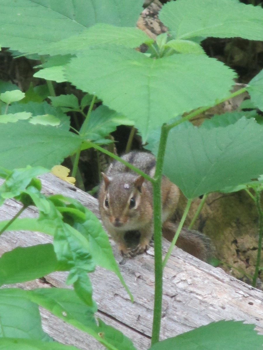 Eastern Chipmunk - ML636586095