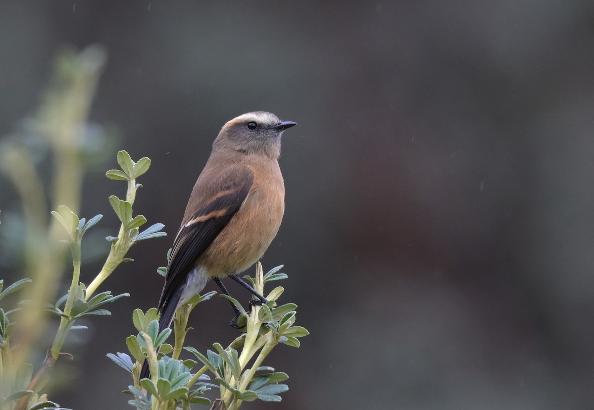 Brown-backed Chat-Tyrant - ML636586097