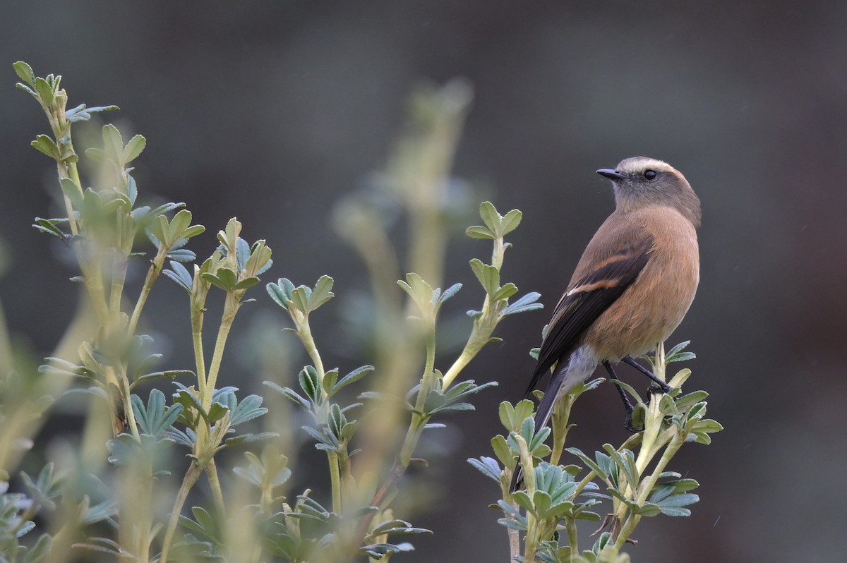 Brown-backed Chat-Tyrant - ML636586098