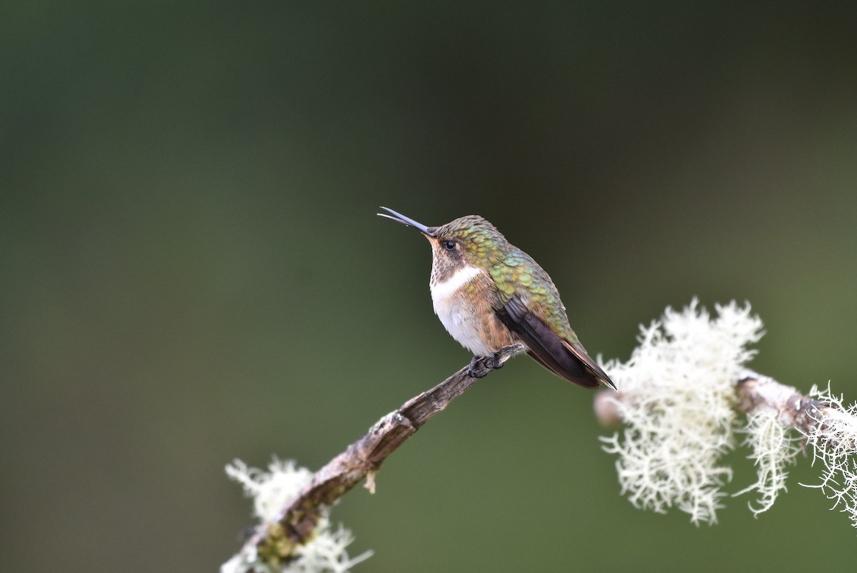 Volcano Hummingbird - ML636586102