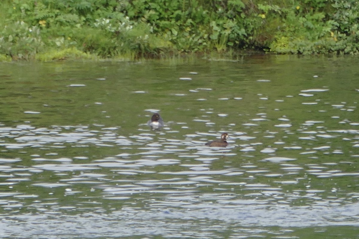 Greater Scaup - ML63658621