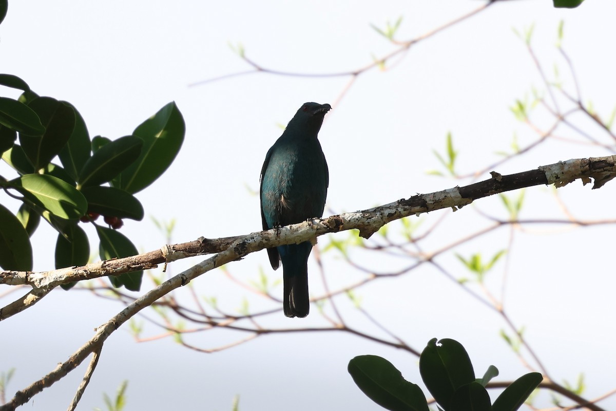 Palawan Fairy-bluebird - ML636586261