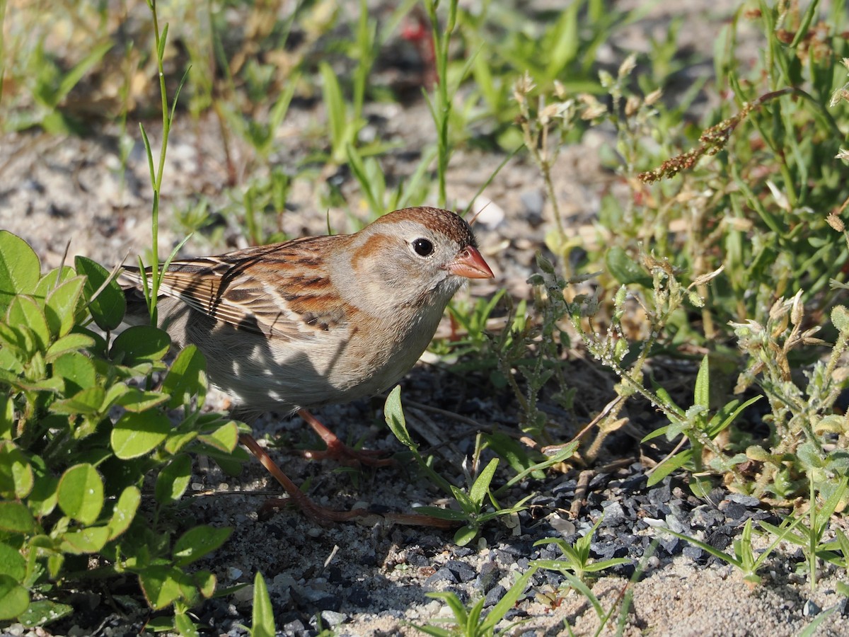 Field Sparrow - ML636586346
