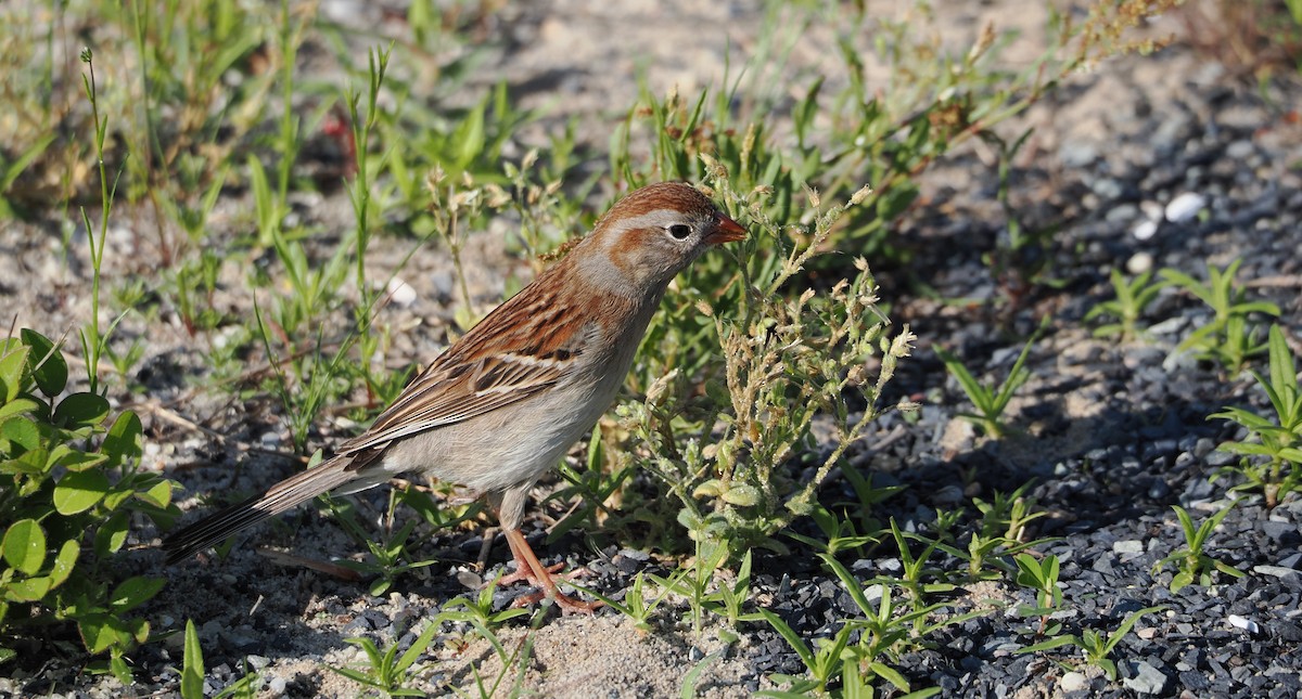Field Sparrow - ML636586348