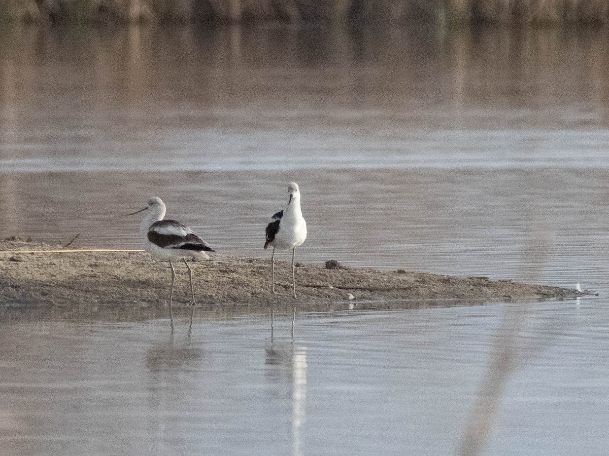 tenkozobec americký - ML636586361