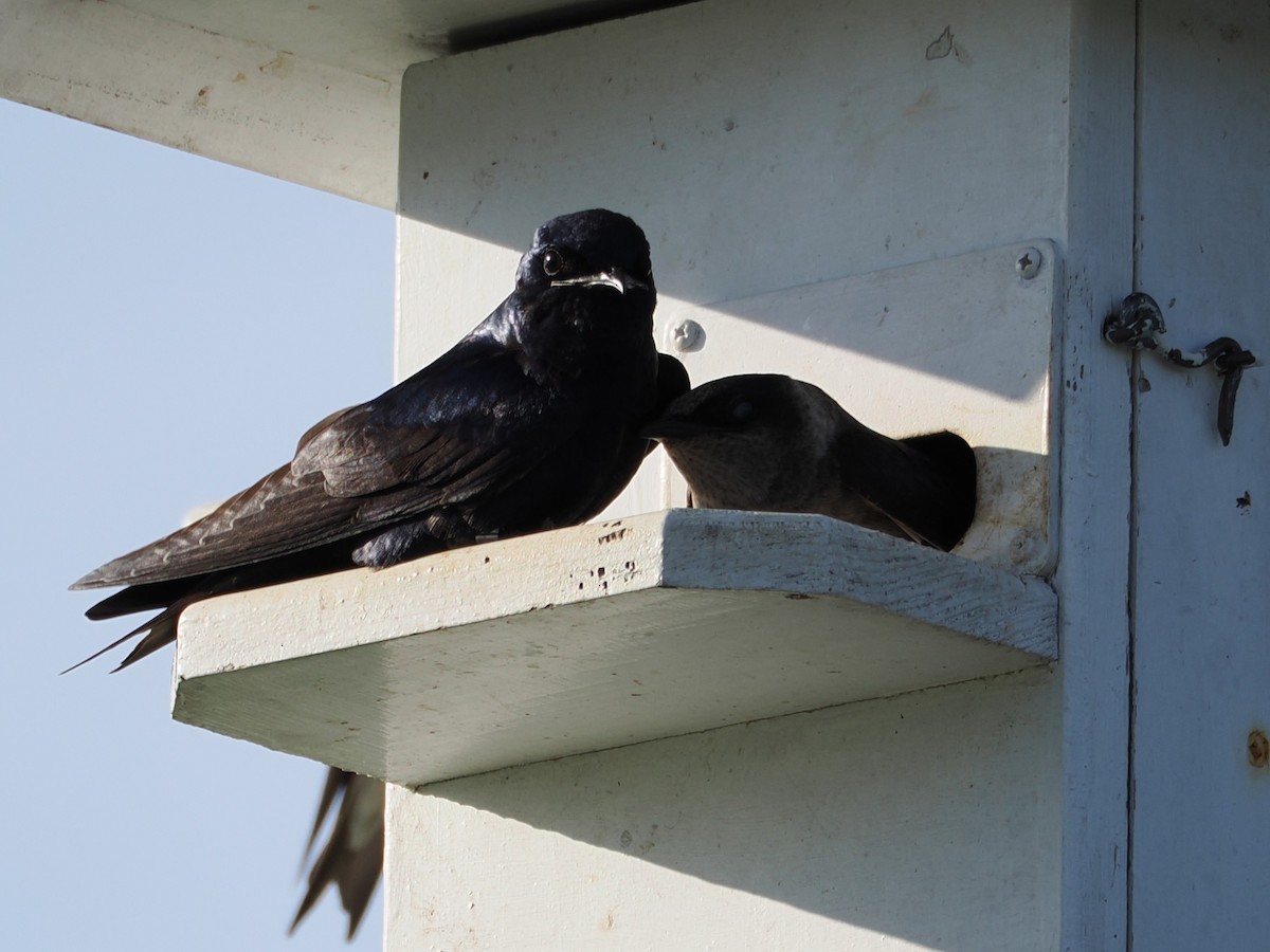 Purple Martin - ML636586366