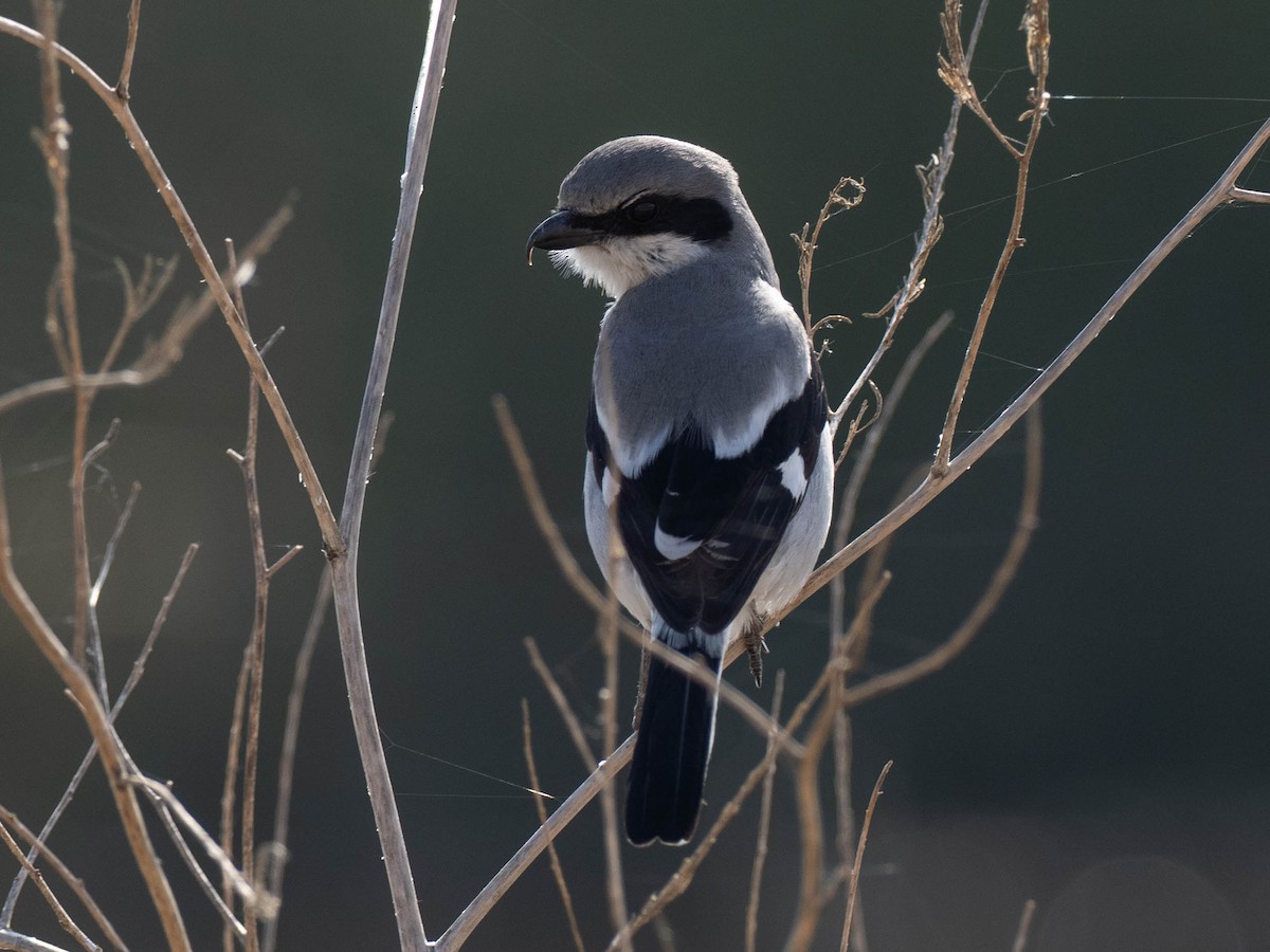 ťuhýk americký - ML636586368