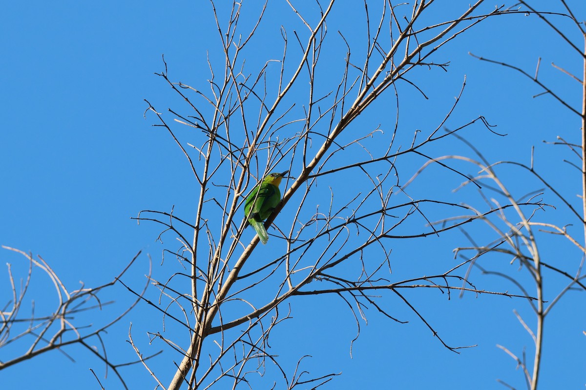 Yellow-throated Leafbird - ML636586382