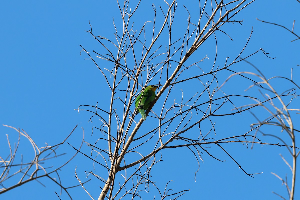 Yellow-throated Leafbird - ML636586395