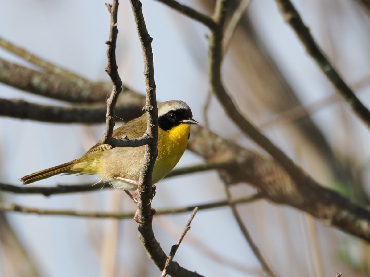 Common Yellowthroat - ML636586398