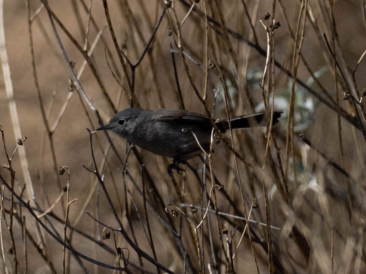 leskot kalifornský - ML636586400