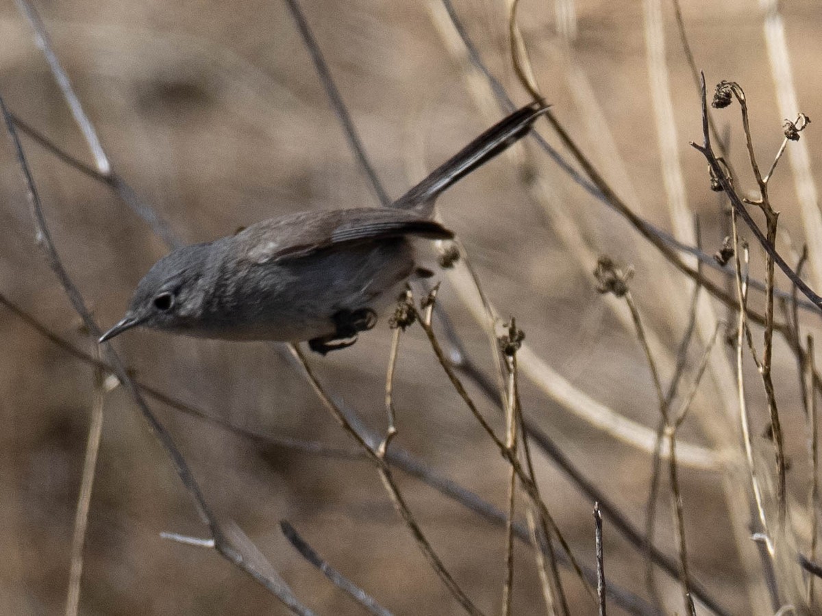 leskot kalifornský - ML636586402