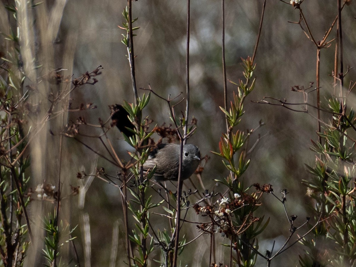 leskot kalifornský - ML636586403