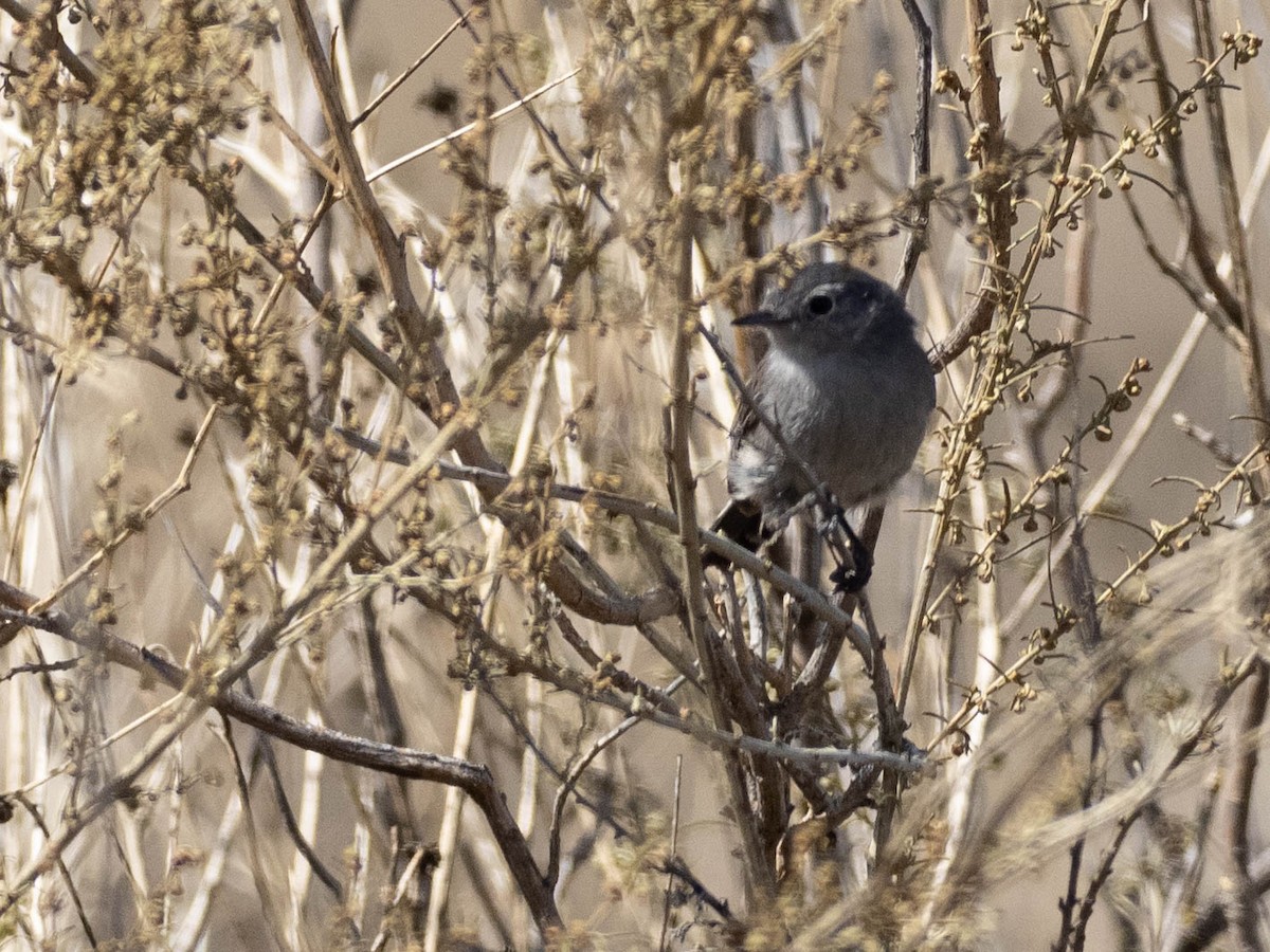 leskot kalifornský - ML636586404