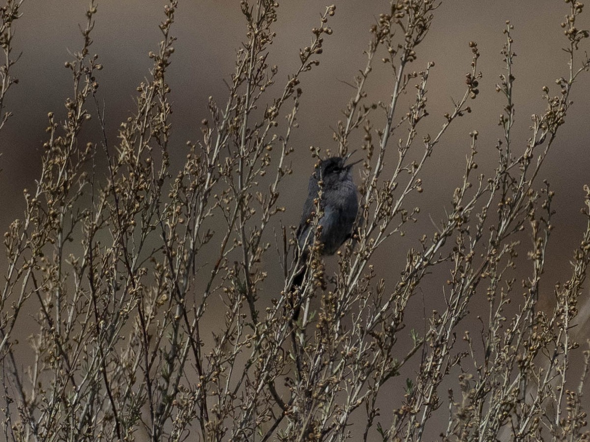 leskot kalifornský - ML636586405