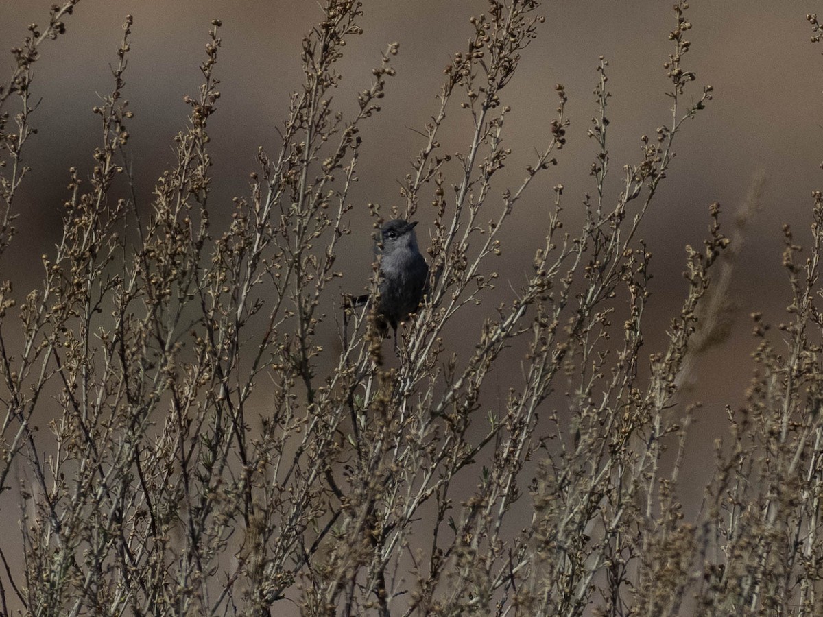 leskot kalifornský - ML636586406