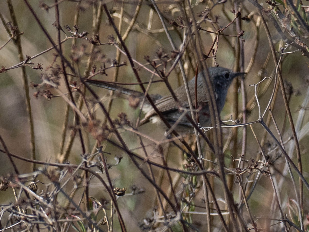 leskot kalifornský - ML636586407