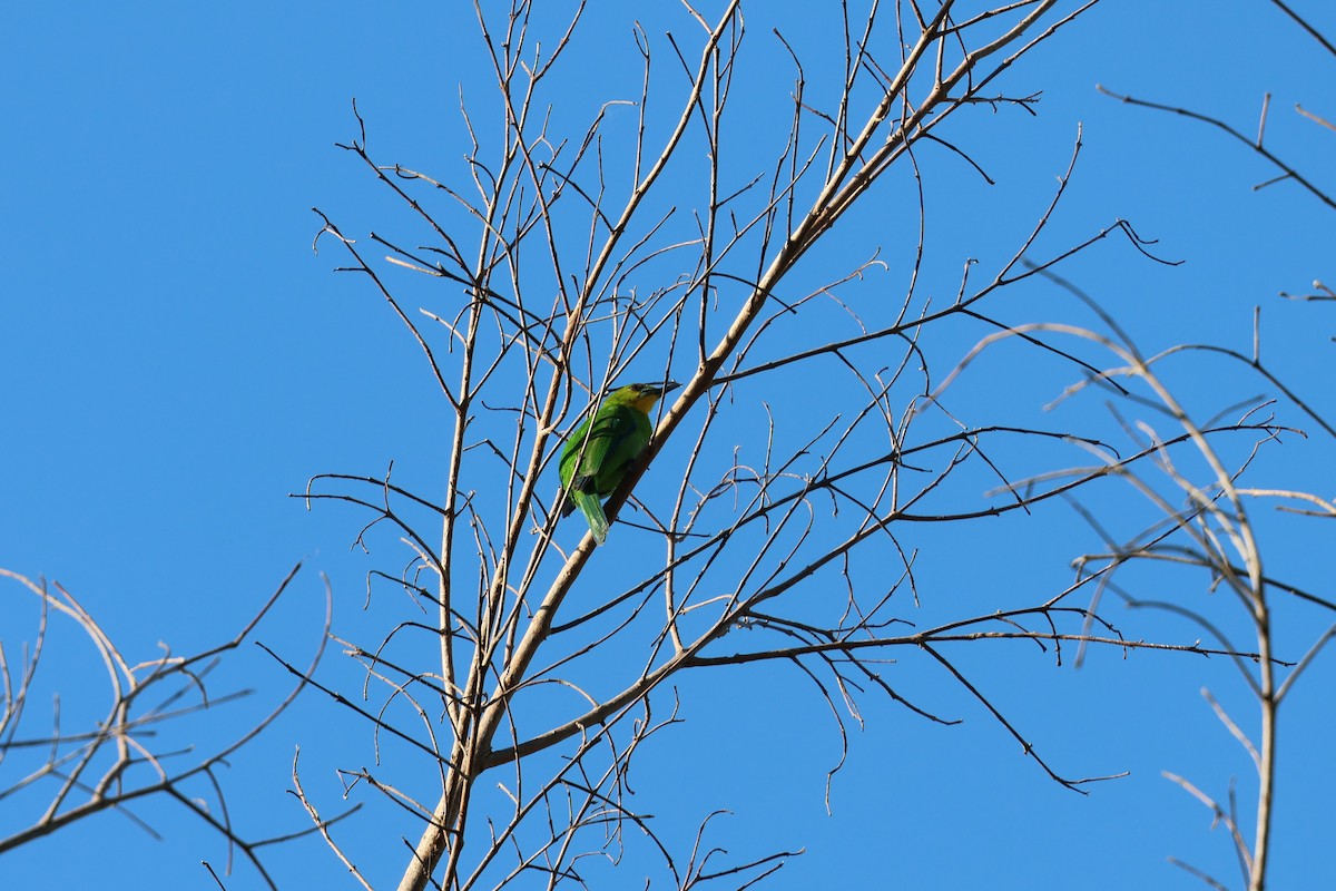 Yellow-throated Leafbird - ML636586420