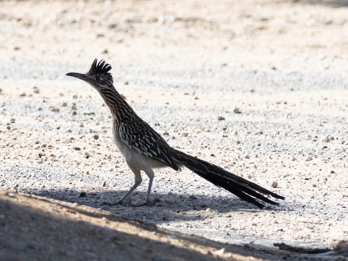 Greater Roadrunner - ML636586426