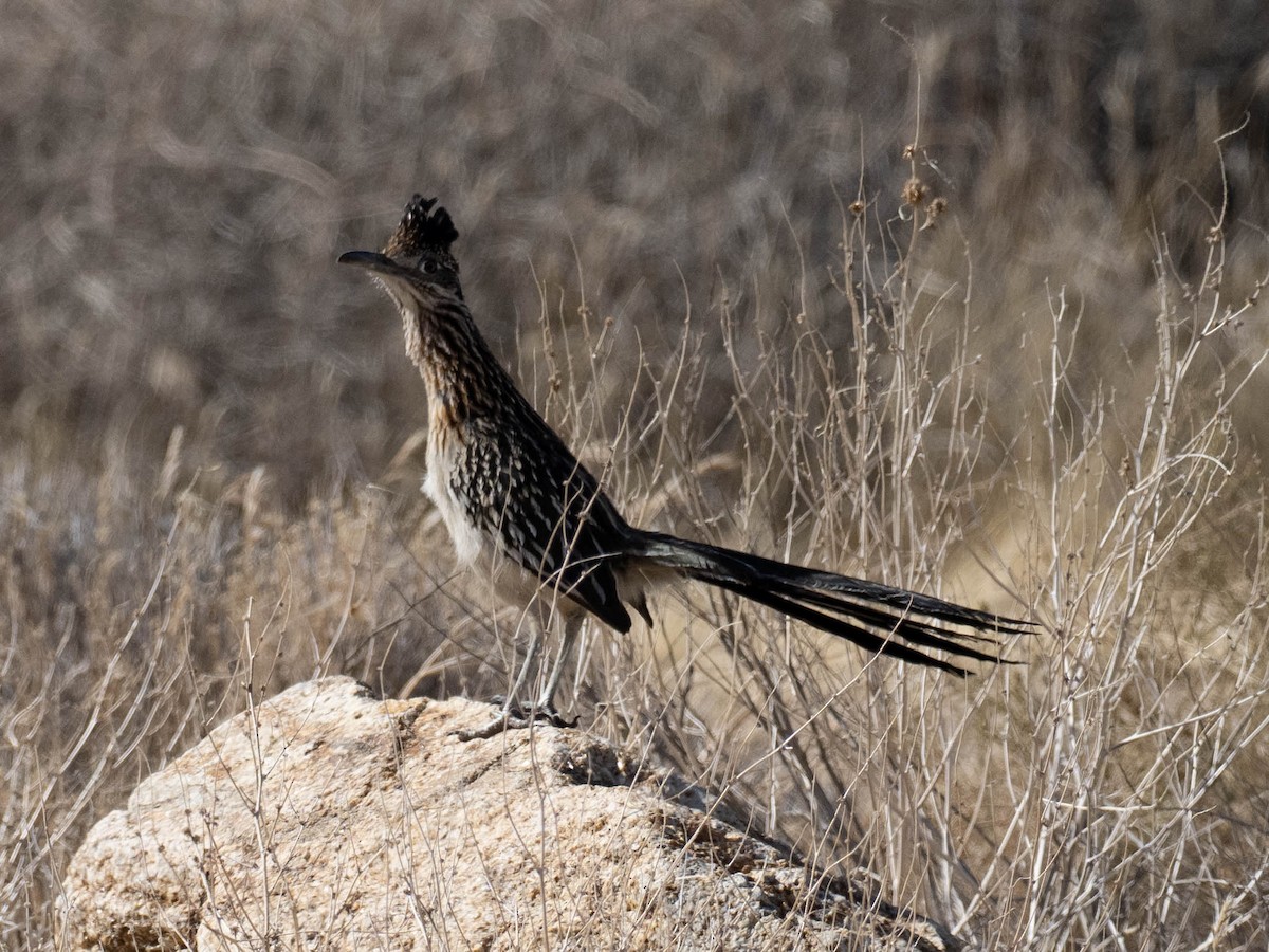 Greater Roadrunner - ML636586427
