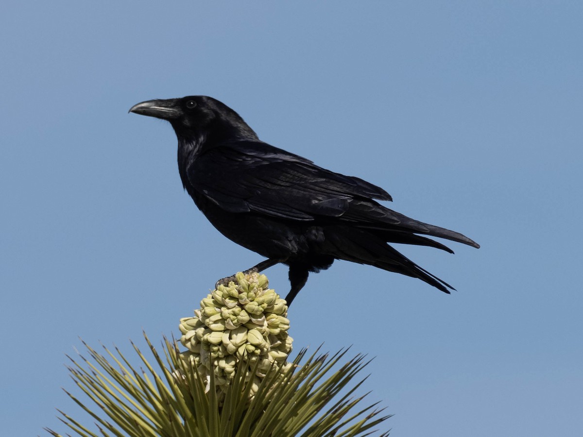 Common Raven - ML636586433