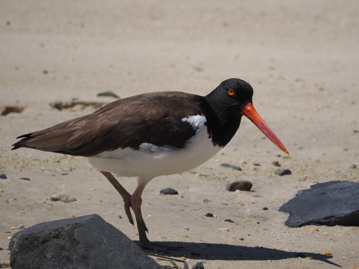 American Oystercatcher - ML636586434