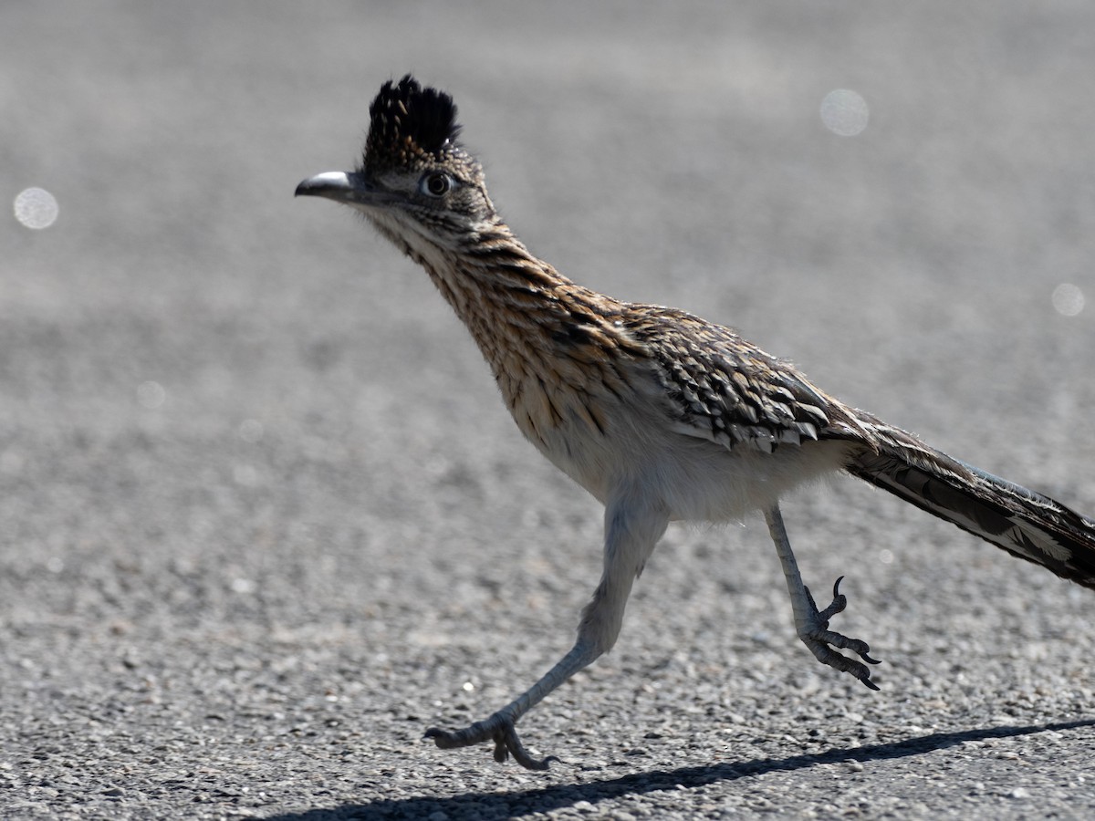 Greater Roadrunner - ML636586450