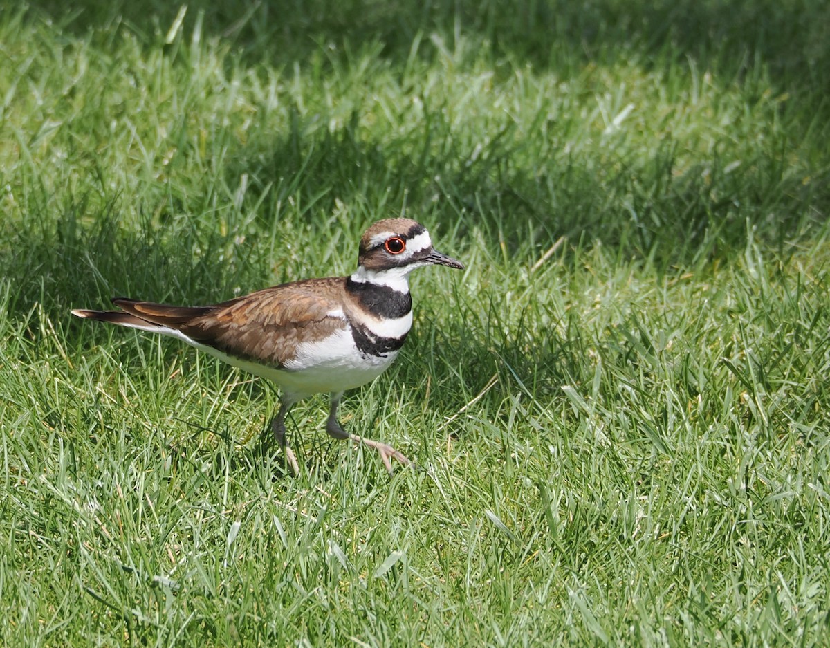 Killdeer - ML636586476