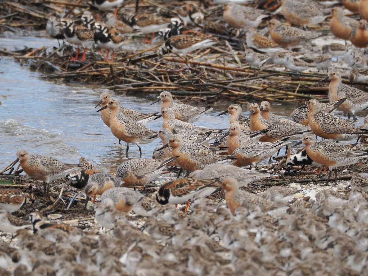 Red Knot - ML636586551