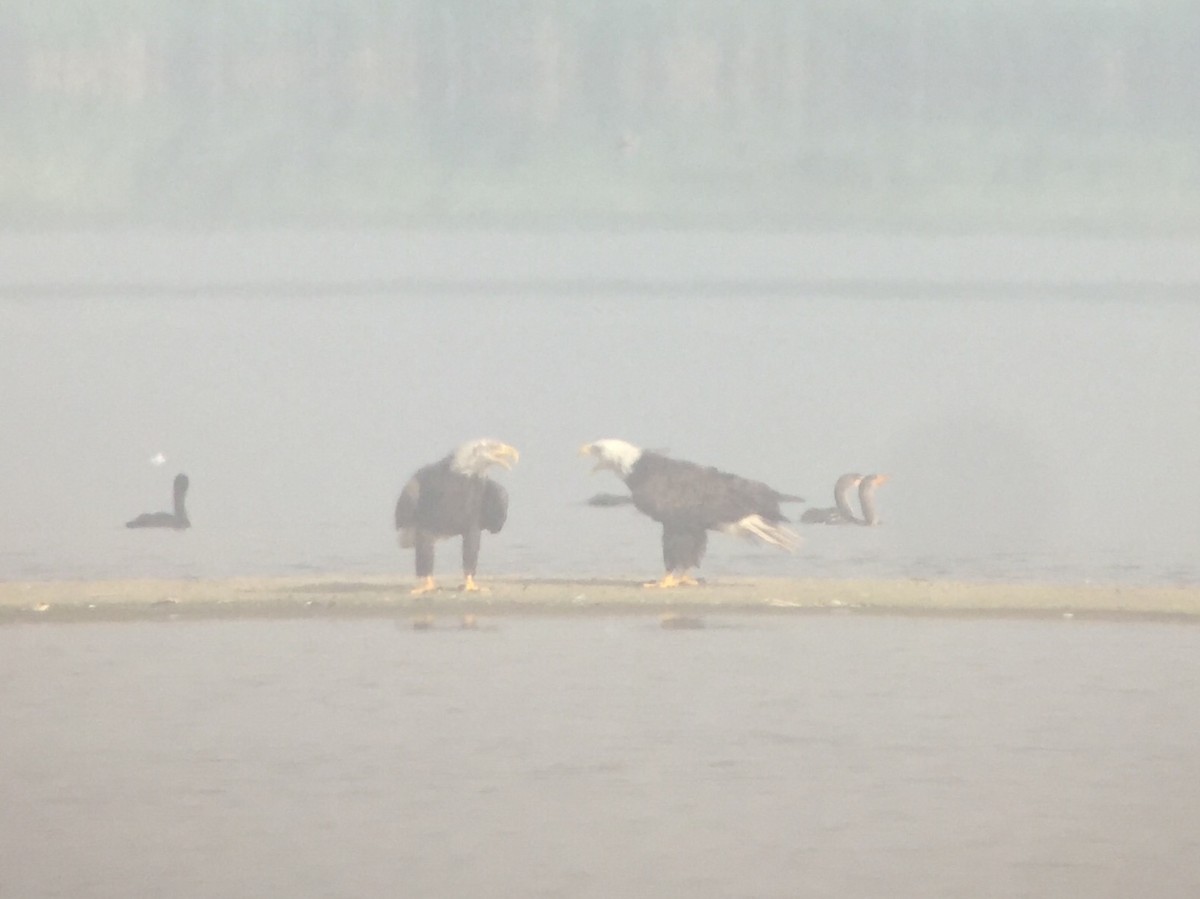 Bald Eagle - ML63658661