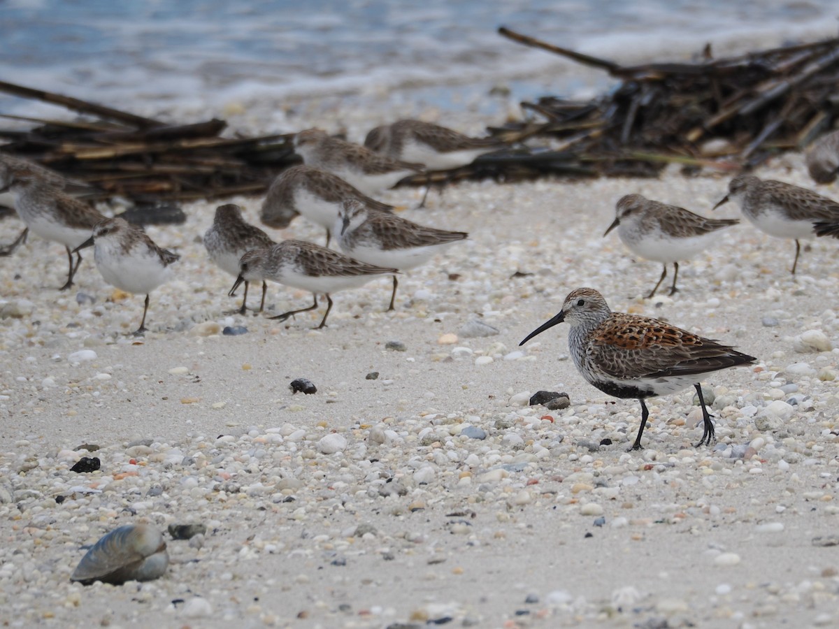 Dunlin - ML636586668