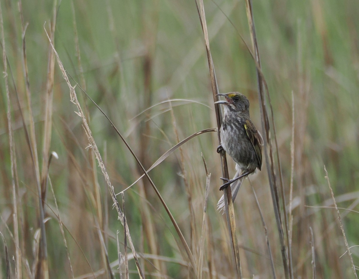 Seaside Sparrow - ML636586707