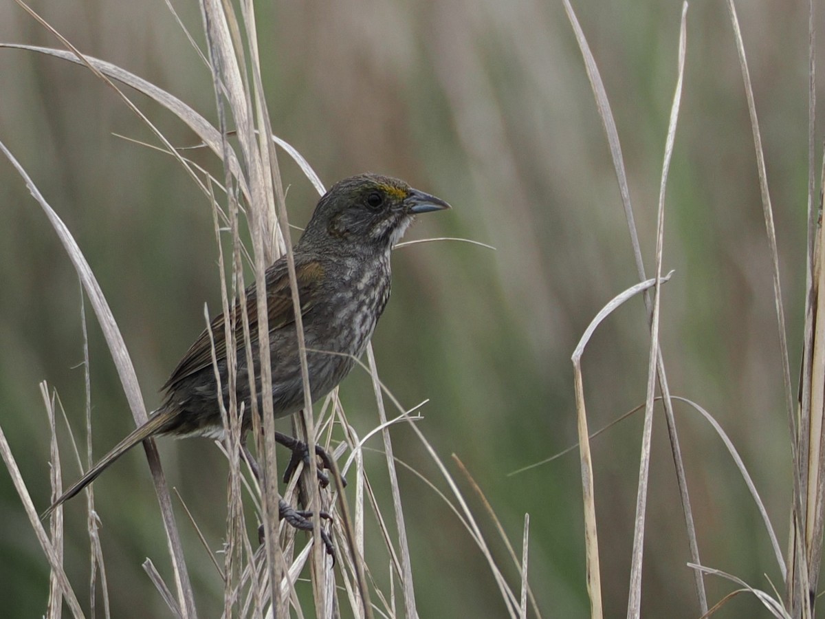 Seaside Sparrow - ML636586709