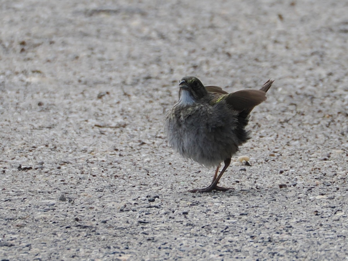 Seaside Sparrow - ML636586710