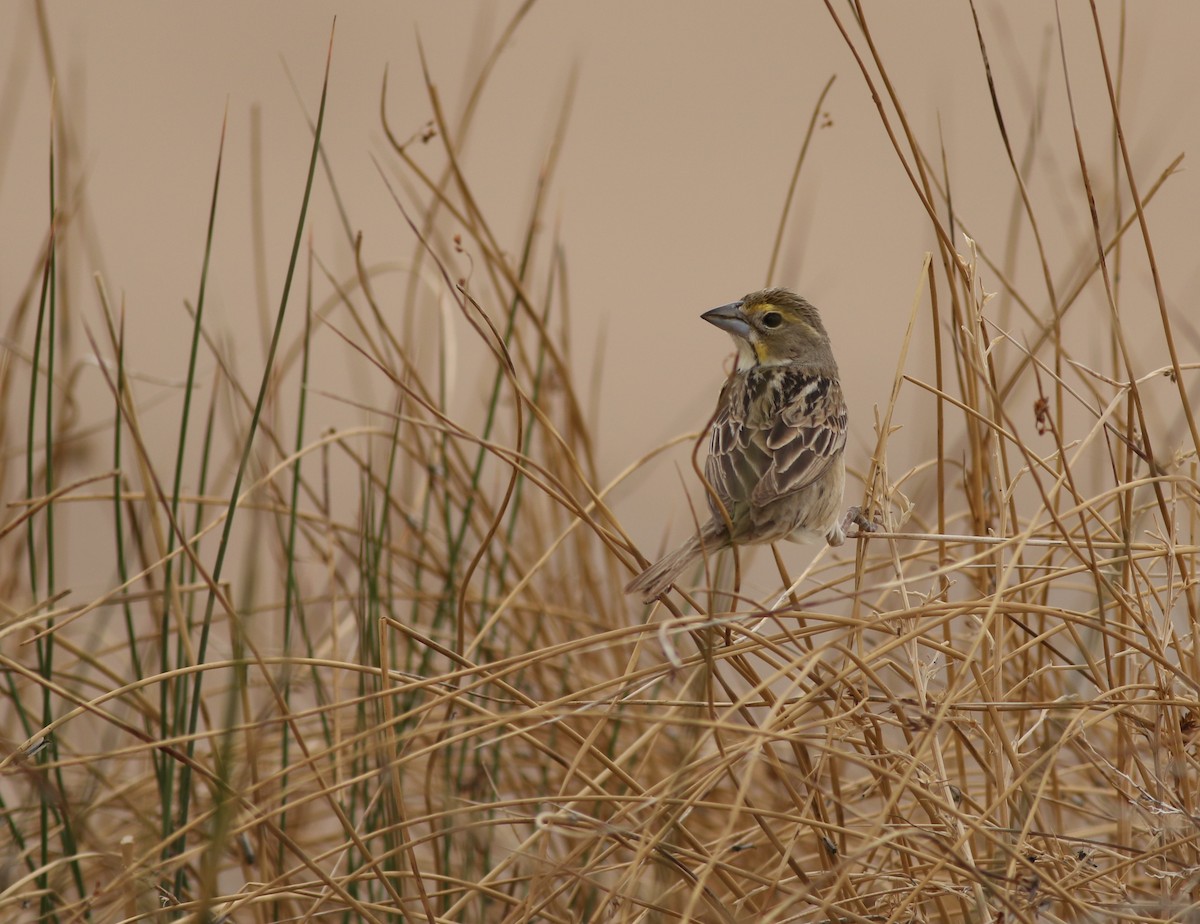 Dickcissel - ML636586743
