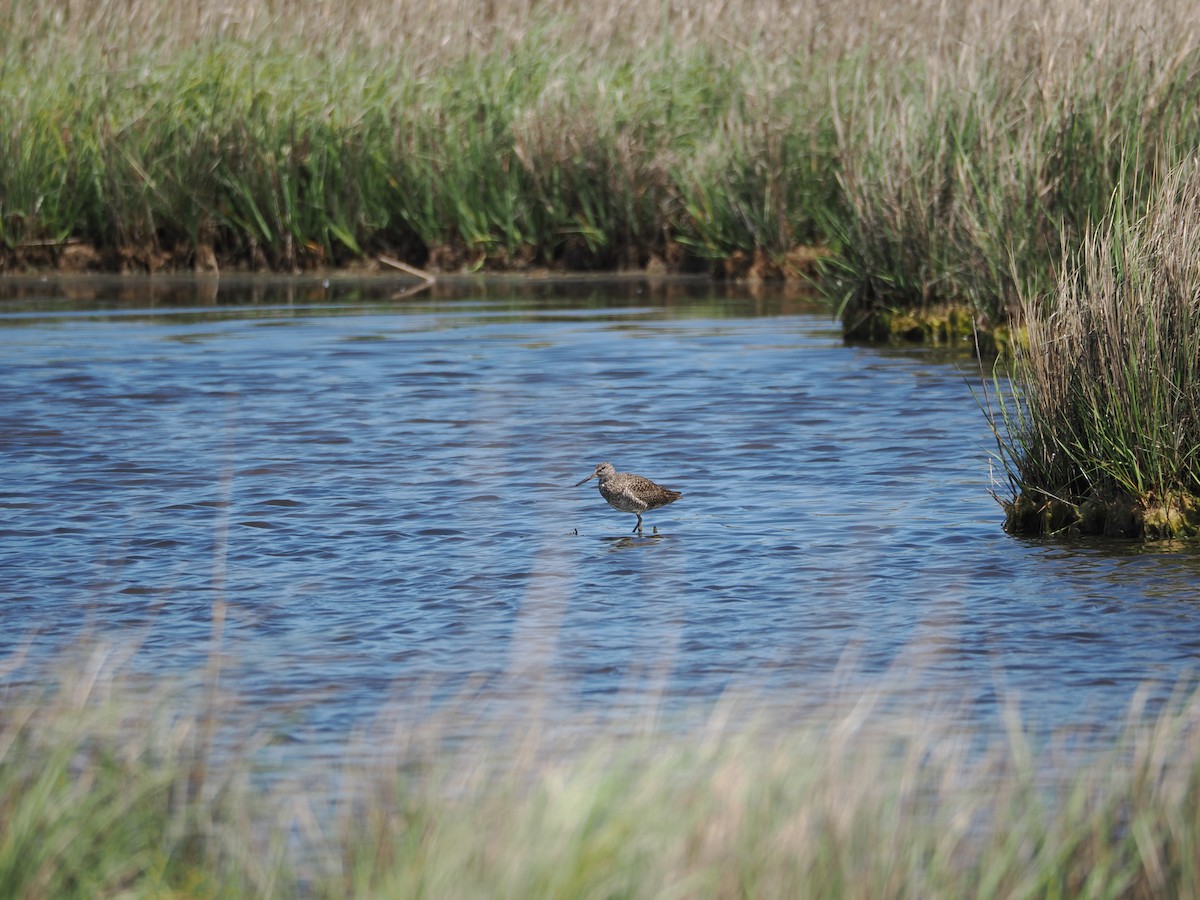 Willet - ML636586745
