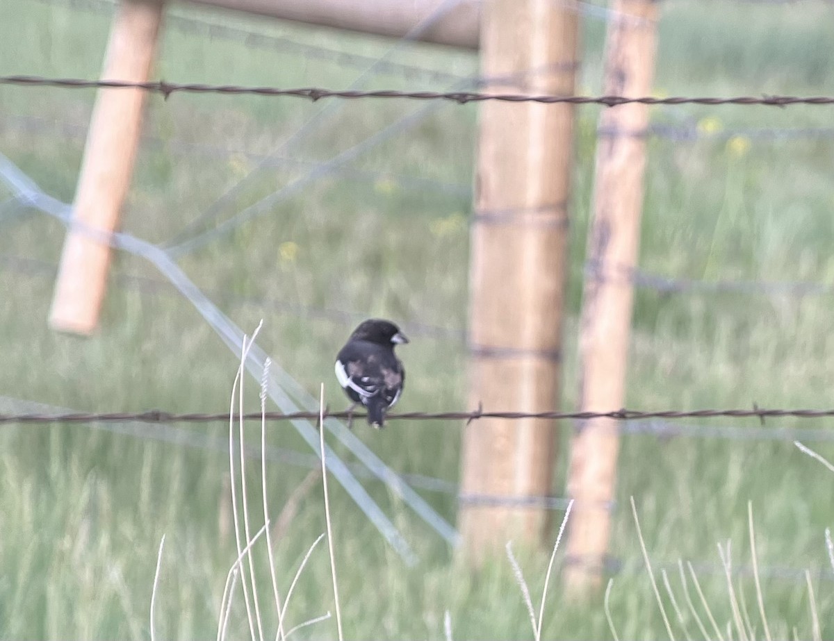 Lark Bunting - ML636586818