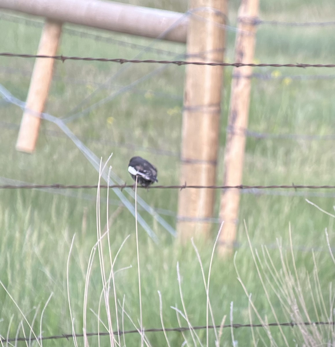 Lark Bunting - ML636586819