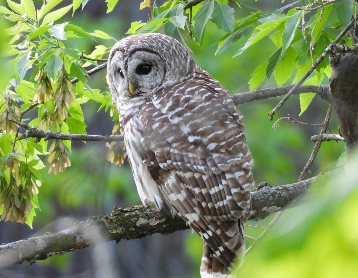 Barred Owl - ML636586822